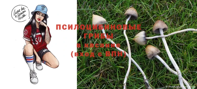 Псилоцибиновые грибы Magic Shrooms  Тайга 